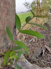 Terminalia arjuna