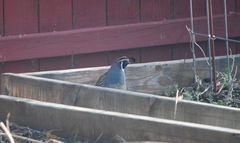 Callipepla californica