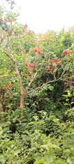 Erythrina abyssinica