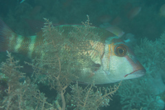 Lethrinus erythropterus