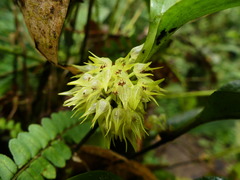 Pleurothallis ruscifolia
