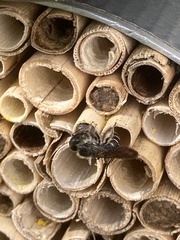 Chelostoma florisomne