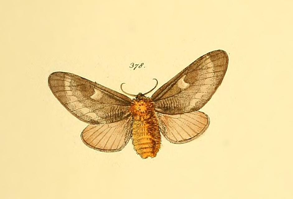 Megalopyge undulata