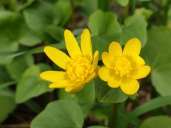Ficaria verna