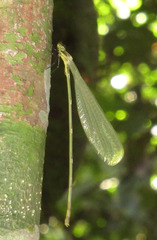 Mecistogaster ornata