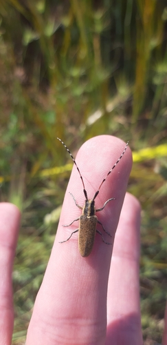 Agapanthia sicula