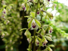 Epidendrum goodspeedianum