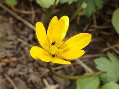 Ficaria verna