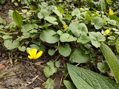 Ficaria verna