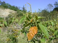 Croton xalapensis