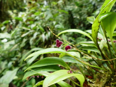 Stelis argentata