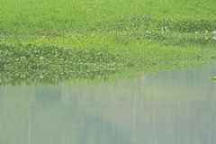 Aythya affinis image