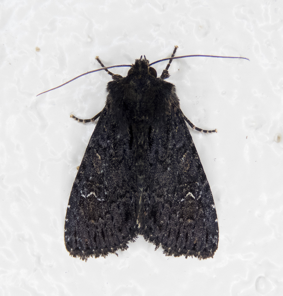 Dusky Apamea Moth