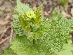 Alliaria petiolata