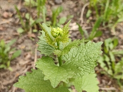 Alliaria petiolata