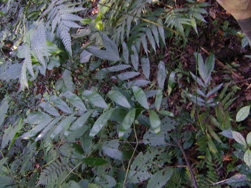 Image of Chamaedorea schiedeana by (c) Tereso Hernández Morales, some rights reserved (CC BY)