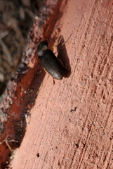 Heteroderes amplicollis