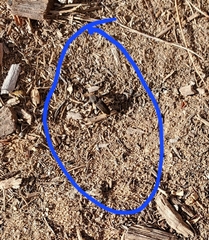 Heteroderes amplicollis