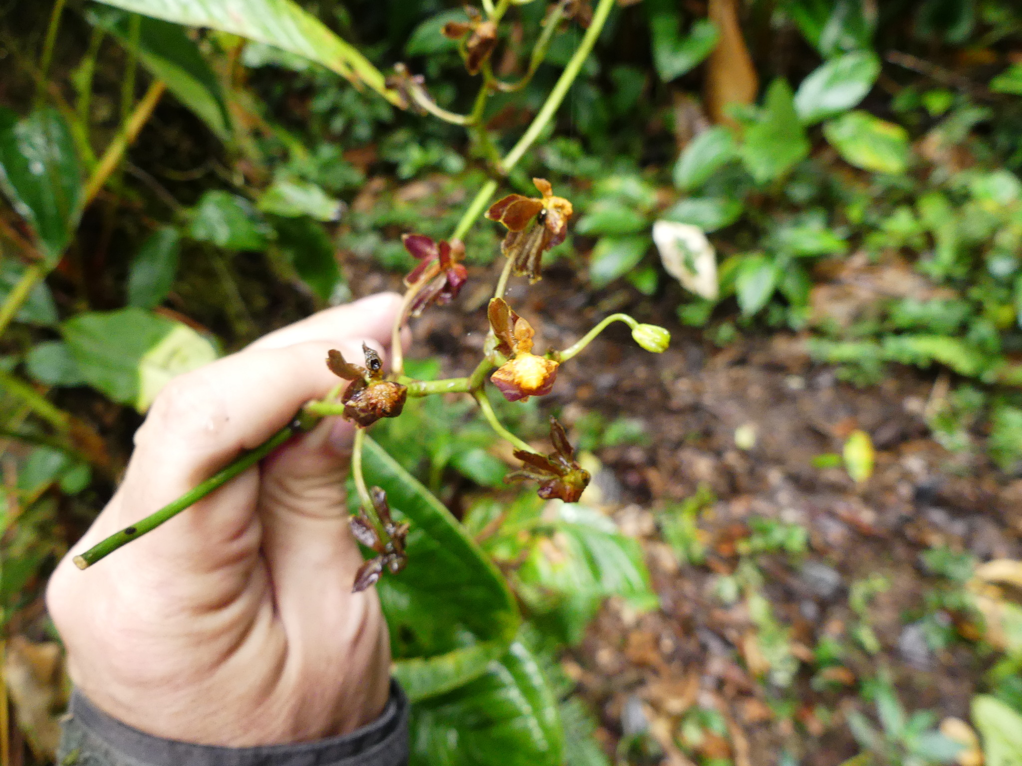 Cyrtochilum meirax (Rchb.f.) Dalström 4