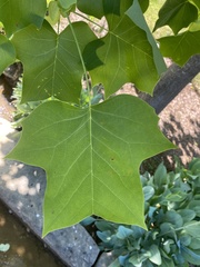 Liriodendron tulipifera