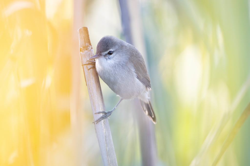 Lesser Swamp Warbler photo