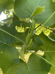 Liriodendron tulipifera