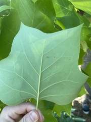 Liriodendron tulipifera