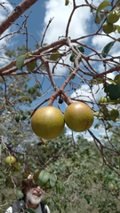 Hancornia speciosa