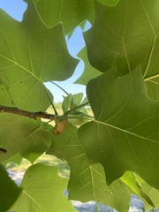 Liriodendron tulipifera