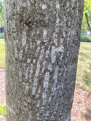 Liriodendron tulipifera