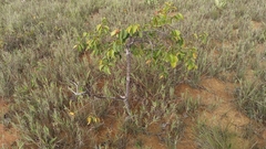 Hancornia speciosa