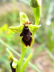 Ophrys insectifera subinsectifera