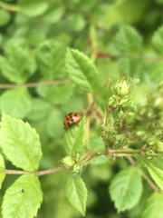 Harmonia axyridis
