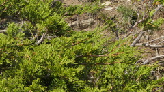 Juniperus sabina