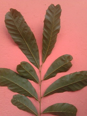 Cupania