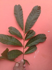 Cupania