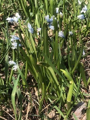 Puschkinia scilloides