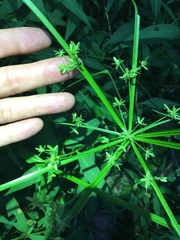 Cyperus ochraceus