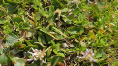 Trifolium pallescens