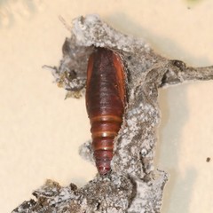 Palpita illibalis
