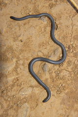 Leptotyphlops scutifrons