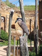 Cochlearius