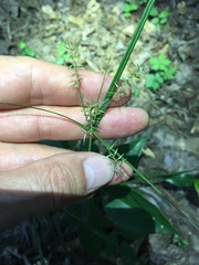 Cyperus thyrsiflorus