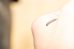 Leptotyphlops scutifrons