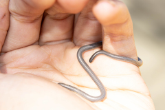 Leptotyphlops scutifrons