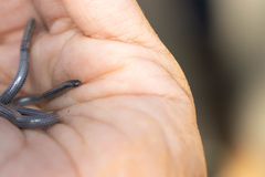 Leptotyphlops scutifrons