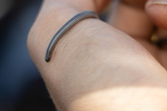 Leptotyphlops scutifrons