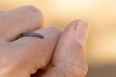 Leptotyphlops scutifrons