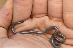 Leptotyphlops scutifrons