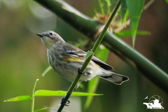 Setophaga coronata